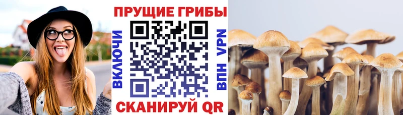 Псилоцибиновые грибы мицелий что такое наркотик mega вход Жиздра